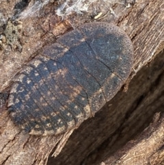 Laxta granicollis at Queanbeyan West, NSW - 25 Jul 2022 03:32 PM