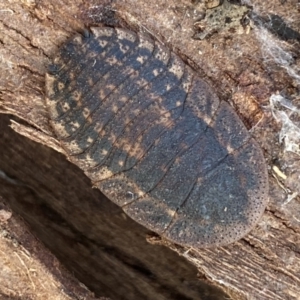 Laxta granicollis at Queanbeyan West, NSW - 25 Jul 2022 03:32 PM