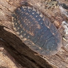 Laxta granicollis at Queanbeyan West, NSW - 25 Jul 2022 03:32 PM