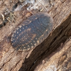 Laxta granicollis at Queanbeyan West, NSW - 25 Jul 2022 03:32 PM