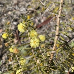 Acacia ulicifolia (Prickly Moses) at Carwoola, NSW - 25 Jul 2022 by SteveBorkowskis
