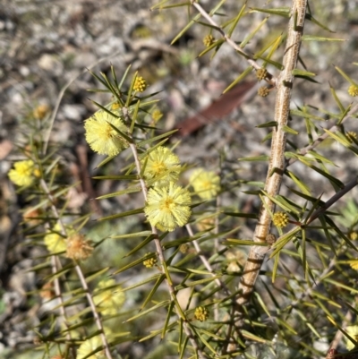 Acacia ulicifolia (Prickly Moses) at Carwoola, NSW - 25 Jul 2022 by Steve_Bok