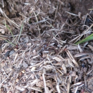 Papyrius sp (undescribed) at Hall, ACT - 25 Jul 2022