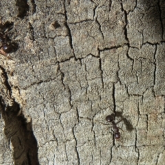 Papyrius sp (undescribed) at Hall, ACT - 25 Jul 2022 04:12 PM