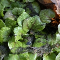 Rorippa nasturtium-aquaticum (Watercress) at Dickson, ACT - 22 Jun 2022 by NedJohnston