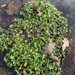 Rorippa nasturtium-aquaticum at Dickson, ACT - 22 Jun 2022