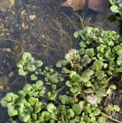 Rorippa nasturtium-aquaticum at Dickson, ACT - 22 Jun 2022 10:43 AM