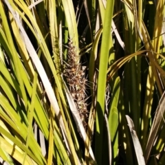 Lomandra longifolia (Spiny-headed Mat-rush, Honey Reed) at The Pinnacle - 25 Jul 2022 by sangio7