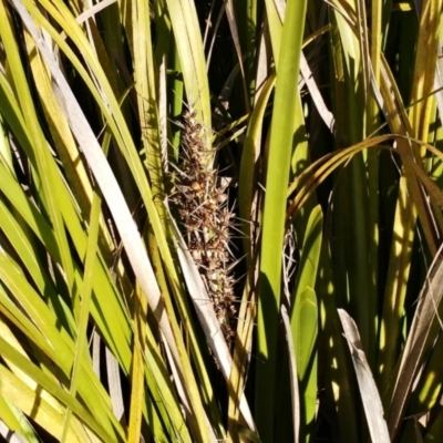 Lomandra longifolia (Spiny-headed Mat-rush, Honey Reed) at Molonglo Valley, ACT - 25 Jul 2022 by sangio7