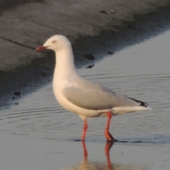 Chroicocephalus novaehollandiae (Silver Gull) at Coombs Ponds - 22 Mar 2022 by michaelb