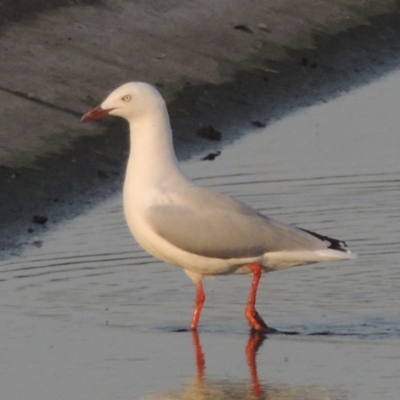 Chroicocephalus novaehollandiae (Silver Gull) at Coombs Ponds - 22 Mar 2022 by michaelb