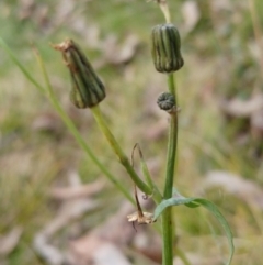 Crepis capillaris (Smooth Hawksbeard) at Molonglo Valley, ACT - 25 Jul 2022 by sangio7