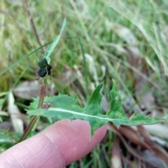 Crepis capillaris at Molonglo Valley, ACT - 25 Jul 2022