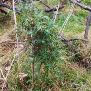 Senecio bathurstianus at Molonglo Valley, ACT - 23 Jul 2022