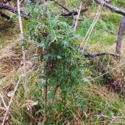 Senecio bathurstianus (Rough Fireweed) at Molonglo Valley, ACT - 23 Jul 2022 by sangio7