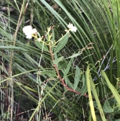 Acacia myrtifolia (Myrtle Wattle) at Fingal Bay, NSW - 9 Jul 2022 by Tapirlord