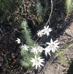 Actinotus helianthi (Flannel Flower) at Fingal Bay, NSW - 9 Jul 2022 by Tapirlord