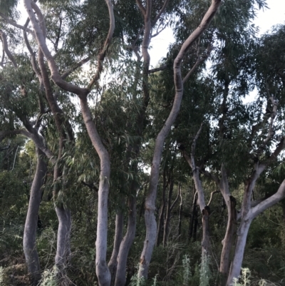 Angophora costata (Rusty Gum, Smooth-barked Apple) at Fingal Bay, NSW - 9 Jul 2022 by Tapirlord