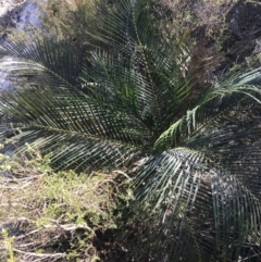 Macrozamia communis (Burrawang) at Fingal Bay, NSW - 9 Jul 2022 by Tapirlord