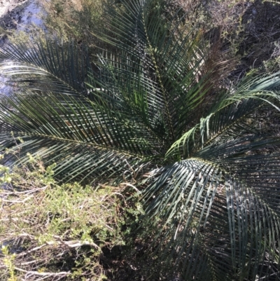 Macrozamia communis (Burrawang) at Fingal Bay, NSW - 9 Jul 2022 by Tapirlord