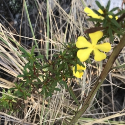 Hibbertia linearis (Showy Guinea Flower) at Fingal Bay, NSW - 9 Jul 2022 by Tapirlord