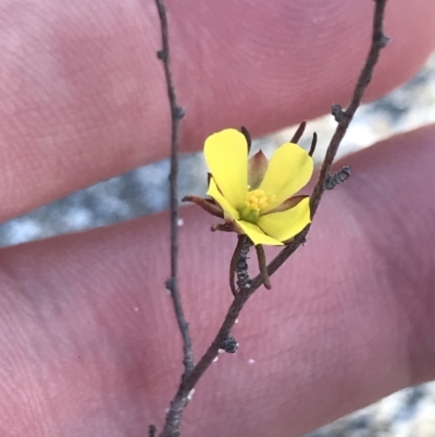 Hibbertia fasciculata (Bundled Guinea-flower) at Fingal Bay, NSW - 9 Jul 2022 by Tapirlord