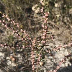 Styphelia ericoides (Pink Beard-Heath) at Fingal Bay, NSW - 9 Jul 2022 by Tapirlord