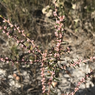 Styphelia ericoides (Pink Beard-Heath) at Fingal Bay, NSW - 9 Jul 2022 by Tapirlord