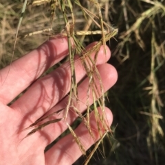 Hyparrhenia hirta (Coolatai Grass) at Fingal Bay, NSW - 9 Jul 2022 by Tapirlord