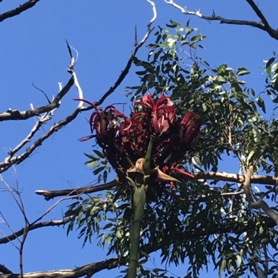 Doryanthes excelsa (Gymea Lily) at Fingal Bay, NSW - 9 Jul 2022 by Tapirlord
