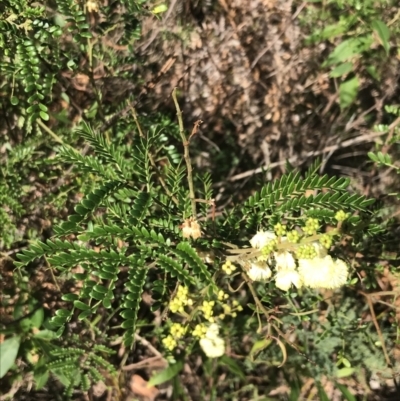 Acacia terminalis (Sunshine Wattle) at Fingal Bay, NSW - 9 Jul 2022 by Tapirlord