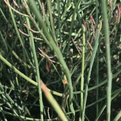 Leptomeria acida (Native Currant, Sour Currant Bush) at Fingal Bay, NSW - 9 Jul 2022 by Tapirlord