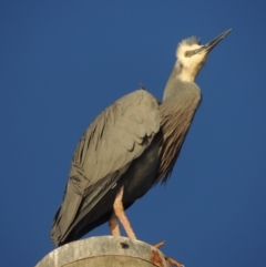 Egretta novaehollandiae (White-faced Heron) at Merimbula, NSW - 19 Jul 2020 by MichaelBedingfield