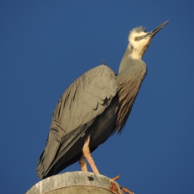 Egretta novaehollandiae (White-faced Heron) at Merimbula, NSW - 19 Jul 2020 by MichaelBedingfield