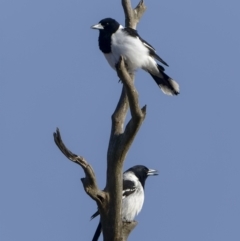 Cracticus nigrogularis (Pied Butcherbird) at Boorowa, NSW - 24 Jul 2022 by trevsci