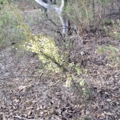 Acacia genistifolia at O'Connor, ACT - 26 Jul 2022