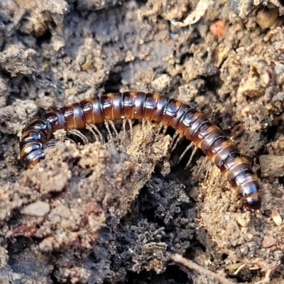 Paradoxosomatidae sp. (family) (Millipede) at O'Connor, ACT - 26 Jul 2022 by trevorpreston