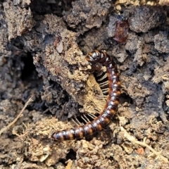 Paradoxosomatidae sp. (family) at O'Connor, ACT - 26 Jul 2022