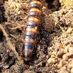 Paradoxosomatidae sp. (family) at O'Connor, ACT - 26 Jul 2022