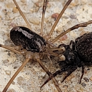 Opiliones (order) at O'Connor, ACT - 26 Jul 2022