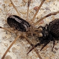 Opiliones (order) at O'Connor, ACT - 26 Jul 2022