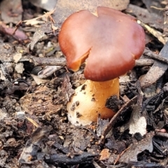 Cortinarius sp. at O'Connor, ACT - 26 Jul 2022