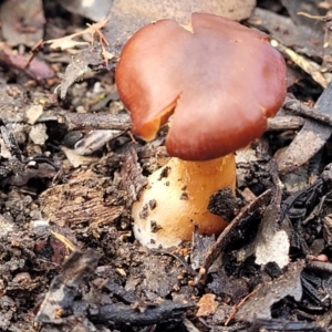 Cortinarius sp. at O'Connor, ACT - 26 Jul 2022