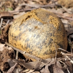 Pisolithus marmoratus (Horse Dung Fungus) at Bruce, ACT - 26 Jul 2022 by trevorpreston