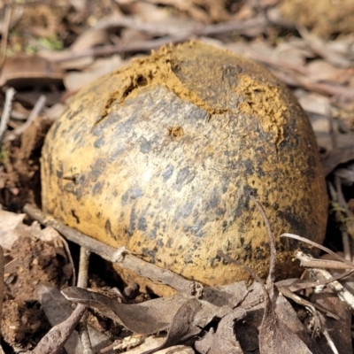 Pisolithus marmoratus (Horse Dung Fungus) at Bruce, ACT - 26 Jul 2022 by trevorpreston