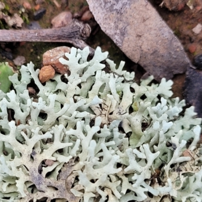 Parmeliaceae (family) (A lichen family) at Bruce, ACT - 26 Jul 2022 by trevorpreston