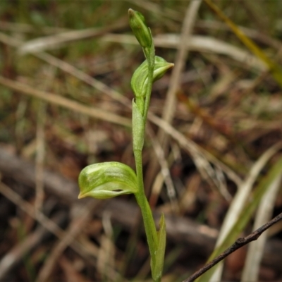 Bunochilus montanus (ACT) = Pterostylis jonesii (NSW) (Montane Leafy Greenhood) at Paddys River, ACT - 26 Jul 2022 by JohnBundock