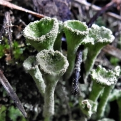 Cladonia sp. (genus) (Cup Lichen) at Paddys River, ACT - 26 Jul 2022 by JohnBundock