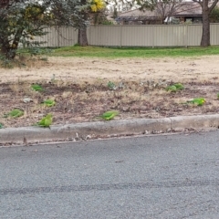 Polytelis swainsonii (Superb Parrot) at Gowrie, ACT - 26 Jul 2022 by ET