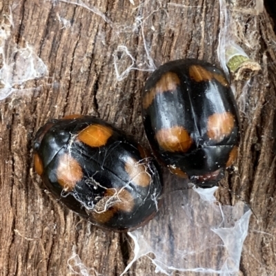 Paropsisterna beata (Blessed Leaf Beetle) at Jerrabomberra, NSW - 26 Jul 2022 by SteveBorkowskis